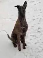 Hollandse herder reu, April, Mannelijk