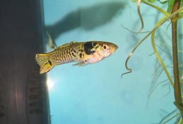 Aquarium spullen/vissen tekoop! beschikbaar voor biedingen