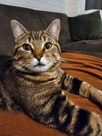 Sociale kat, Dieren en Toebehoren, Katten en Kittens | Raskatten | Korthaar, Kater, Ingeënt, 0 tot 2 jaar