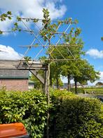 Leiplatanen te koop, Tuin en Terras, Planten | Bomen, Ophalen of Verzenden, In pot, Leiboom