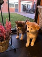Japanse Akita Inu pups Raszuiver/Red&Brindle/ouders aanwezig, Dieren en Toebehoren, Honden | Poolhonden, Keeshonden en Oertypen