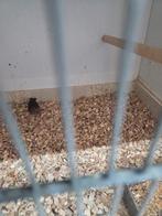 Kwartel astrilde pop, Dieren en Toebehoren, Vogels | Overige Vogels, Vrouwelijk, Tropenvogel, Geringd