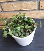 Vetplantjes, Ophalen, Halfschaduw, Minder dan 100 cm