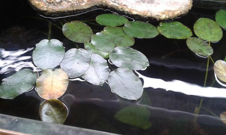 Hydrocleys nymphoide (Zuid-Amerikaanse waterlelie), Dieren en Toebehoren, Vissen | Aquaria en Toebehoren, Nieuw, Plant(en), Steen of Hout
