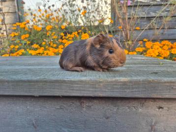 Sheltie zeugje choco tan goud langhaar bruin gevlekt tam beschikbaar voor biedingen