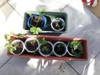 Planten (aardbei , peterselie , kamerplant , aloe vera), Tuin en Terras, Zomer, Ophalen
