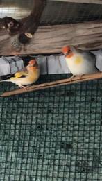 Majoor Puttets van buiten volliere, Dieren en Toebehoren, Vogels | Overige Vogels, Meerdere dieren, Geringd