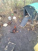 Wyandotte kriel goudgezoomd, 2x hanen, van mei en april, Dieren en Toebehoren, Pluimvee, Mannelijk, Kip