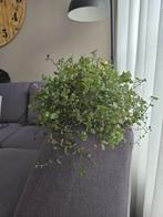 Callisia Repens - Schildpadplant, Vaste plant, Bloeit niet, Halfschaduw, Ophalen