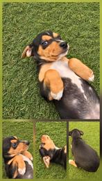 Prachtige driekleurige boerenfox pup! Mag nu verhuizen🏡!, Dieren en Toebehoren, Overige rassen, 8 tot 15 weken, Meerdere, Meerdere dieren