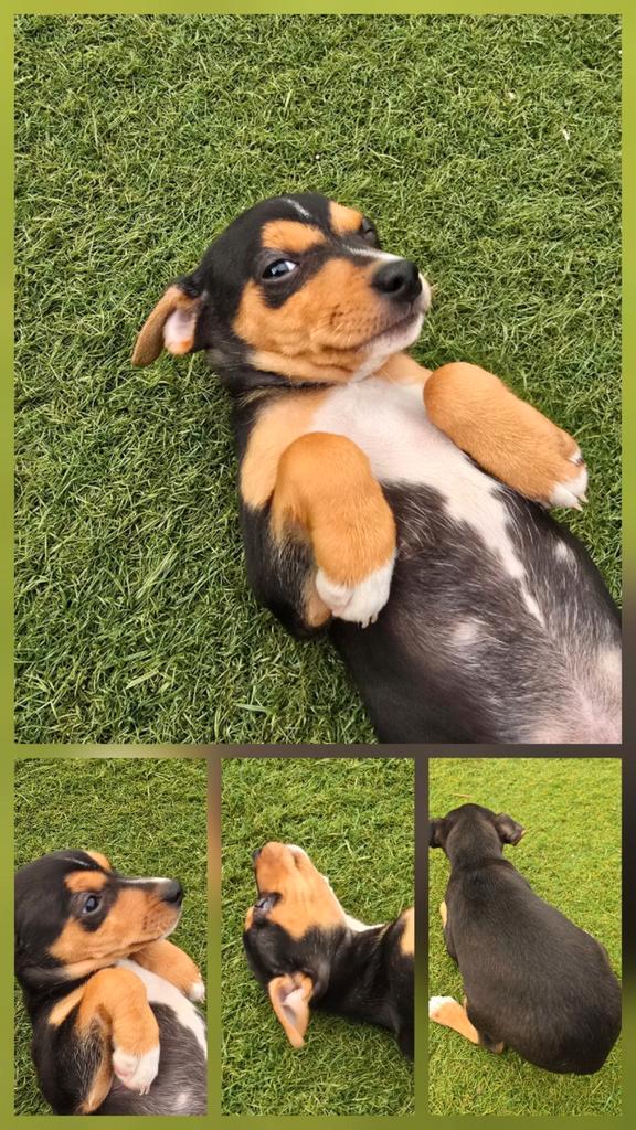 Prachtige driekleurige boerenfox pup! Mag nu verhuizen🏡!, Dieren en Toebehoren, Honden | Jack Russells en Terriërs, Meerdere dieren