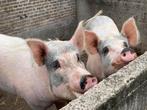 Volwassen zeugen te koop, Dieren en Toebehoren, Vrouwelijk, Varken, 3 tot 5 jaar