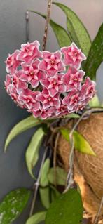 Hoya pubicalyx splash, In pot, Minder dan 100 cm, Bloeiende kamerplant, Halfschaduw