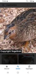 Chinese dwergkwartels, Meerdere dieren, Overige soorten