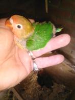 Baby dwergpapagaaien  voor handtam, Dieren en Toebehoren, Geslacht onbekend, Dwergpapegaai of Agapornis