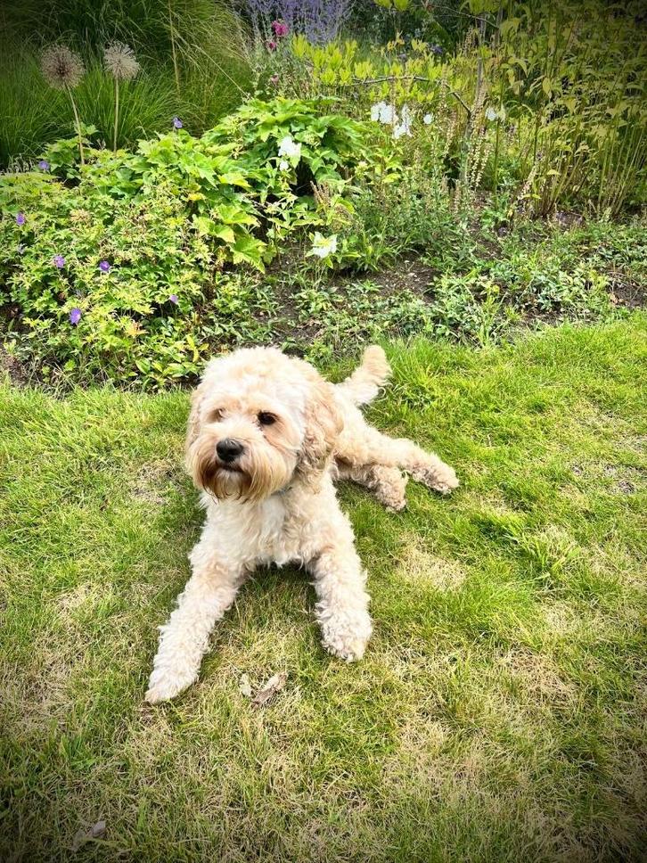 Prachtige Ervaren Dekreu Beschikbaar voor Dekking, Dieren en Toebehoren, Honden | Dekreuen, Reu, Particulier, Eén hond, Nederland