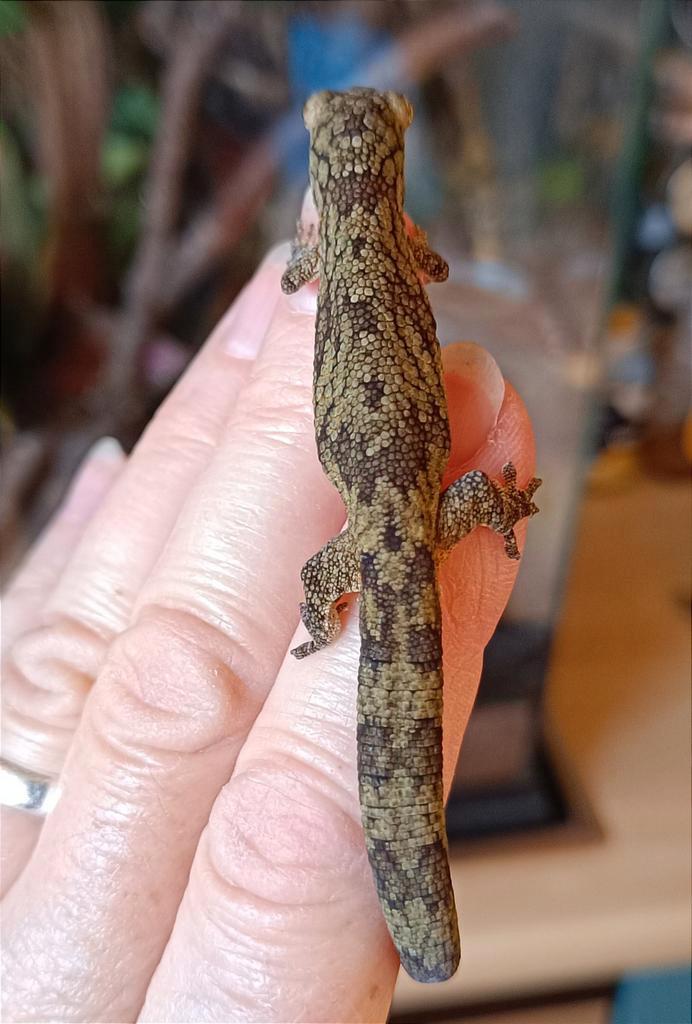 Eurydactylodes Vieillardi man Kiwi, Dieren en Toebehoren, Reptielen en Amfibieën