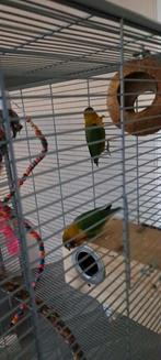 Te koop 2 agapornis met kooi 75 euro, Dieren en Toebehoren, Vrouwelijk, Dwergpapegaai of Agapornis