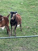 Soay schaap - ram, Dieren en Toebehoren, Schapen, Geiten en Varkens, Mannelijk, Schaap, 0 tot 2 jaar