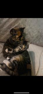 Kittens, 0 tot 2 jaar