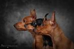 Dwergpinscher/dwerg pinscher pups te koop TOP FCI stamboom, Rabiës (hondsdolheid), 8 tot 15 weken, Buitenland, Meerdere