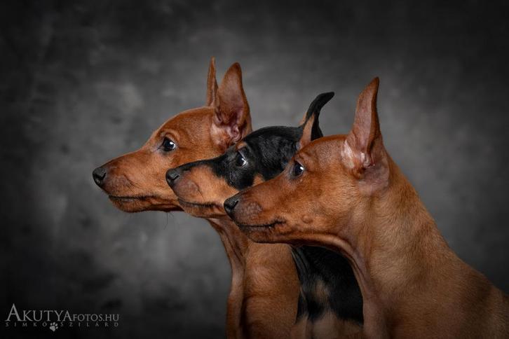 Dwergpinscher/dwerg pinscher pups te koop TOP FCI stamboom, Dieren en Toebehoren, Honden | Bulldogs, Pinschers en Molossers, Reu