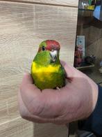 Jonge tamme kakariki's, Dieren en Toebehoren, Vogels | Parkieten en Papegaaien, Meerdere dieren, Parkiet