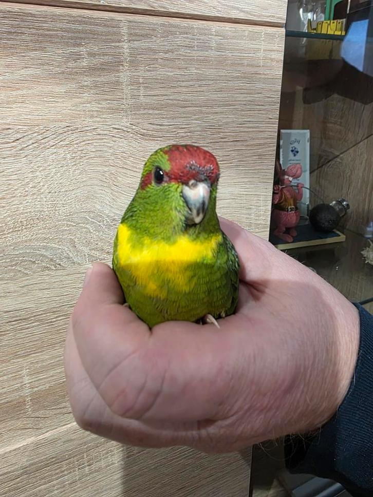 Jonge tamme kakariki's, Dieren en Toebehoren, Vogels | Parkieten en Papegaaien, Parkiet, Meerdere dieren