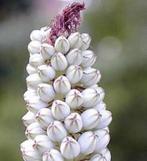 Caudex Urgenia Scilla Maritimo ( Port Elizabeth) Zuid Afrika, Overige soorten, Ophalen of Verzenden, In pot, Minder dan 100 cm