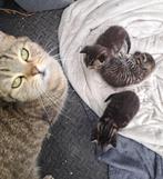 Kitten, Dieren en Toebehoren, Katten en Kittens | Raskatten | Korthaar, Meerdere dieren, Ontwormd, 0 tot 2 jaar