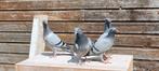 Overnachters, Dieren en Toebehoren, Postduif