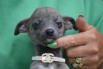 Whippet pup, België, Whippet, 8 tot 15 weken, Meerdere