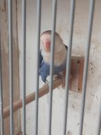 5 fischeri"s te koop, Dieren en Toebehoren, Meerdere dieren, Dwergpapegaai of Agapornis, Geringd