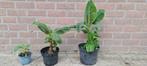 Bananenplant, Huis en Inrichting, Kamerplanten, Ophalen of Verzenden, Overige soorten, In pot, Minder dan 100 cm