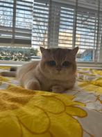 Britse korthaar gold kat, Kater, Gechipt