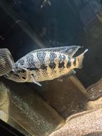 Grote jaguar cichliden koppel., Dieren en Toebehoren, Vis