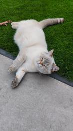scottish straight fold, Dieren en Toebehoren, Poes, Ingeënt, 0 tot 2 jaar