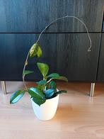 Hoya Carnosa / wasbloem, Huis en Inrichting, Kamerplanten, Ophalen, Halfschaduw, Minder dan 100 cm