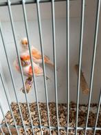 Mooi koppel kanaries, Dieren en Toebehoren, Vogels | Kanaries, Meerdere dieren, Kleurkanarie
