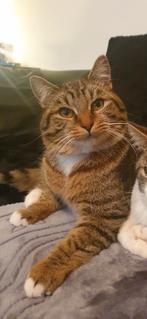 ‼️Geldbeloning voor gouden tip!‼️ vermiste kat Tegelen, Dieren en Toebehoren, Vermiste en Gevonden Dieren