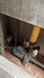 Boerderij kittens, Meerdere dieren, 0 tot 2 jaar