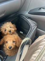 Pomapoo pups, Overige rassen, CDV (hondenziekte), 8 tot 15 weken, Meerdere