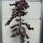 Cercis of Judasboom, Ophalen of Verzenden, Lente, In pot, 100 tot 250 cm