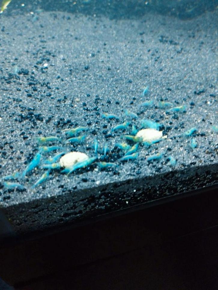 💥Aanbieding gratis garnalen!💥, Dieren en Toebehoren, Vissen | Aquariumvissen, Zoetwatervis, Kreeft, Krab of Garnaal, Schoolvis