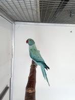 Halsbandparkiet Opaline Turquoise split Bleekstaart Man 2025, Dieren en Toebehoren, Vogels | Parkieten en Papegaaien, Mannelijk