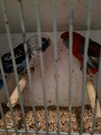 Koppel pennanten, Dieren en Toebehoren, Vogels | Parkieten en Papegaaien, Meerdere dieren, Parkiet, Geringd