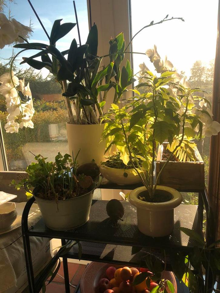 Verrijdbare Plantentafel.Metaal geperforeerd.Zwart. 4 lagen., Diversen, Kerst, Zo goed als nieuw, Ophalen