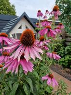 Roze zonnehoed., Ophalen of Verzenden