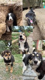 Lieve puppy’s op zoek naar een huisje, Dieren en Toebehoren, Honden | Niet-rashonden, Particulier, Meerdere, 8 tot 15 weken, Meerdere dieren