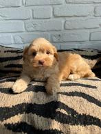 Boompoo x toy poedel pups, boomer, poedel, Dieren en Toebehoren, Nederland, Overige rassen, CDV (hondenziekte), 8 tot 15 weken